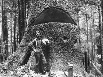 An ol black and white photograph of a logger standing in front of an enormous tree