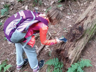 A child investigating a rotten log in the woods