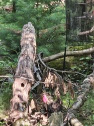 Circular caging next to downed wood and pink flag in the ground in forest